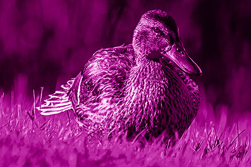 Rested Mallard Duck Rises To Feet (Pink Shade Photo)