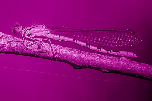 Resting Damselfly Spread Across Branch (Pink Shade)