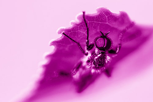 Resting March Fly Seeks Shade Beneath Leaf Petal (Pink Shade)