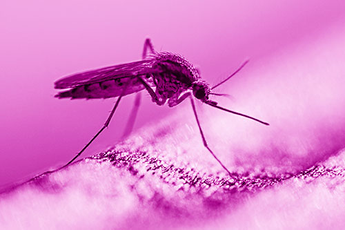 Resting Mosquito Awaits Warmth Among Sunlight (Pink Shade)