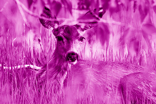 Resting White Tailed Deer Watches Surroundings (Pink Shade Photo)