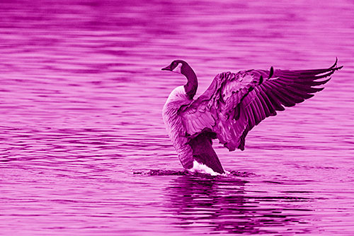 Rising Canadian Goose Spreading Wings Among Lake Top (Pink Shade)