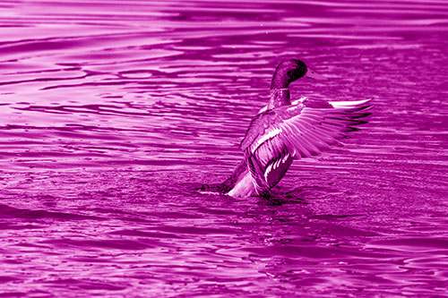 Rising Mallard Duck Flapping Wings Among Rippling Water (Pink Shade)