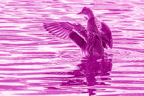 Rising Mallard Duck Flaps Wings Atop Lake (Pink Shade)