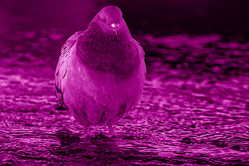 River Standing Pigeon Watching Ahead (Pink Shade Photo)