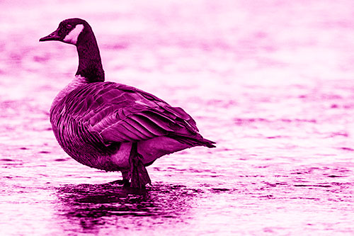 River Walking Canadian Goose (Pink Shade Photo)