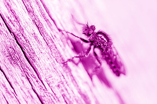 Robber Fly Perched Along Sloping Tree Stump (Pink Shade Photo)