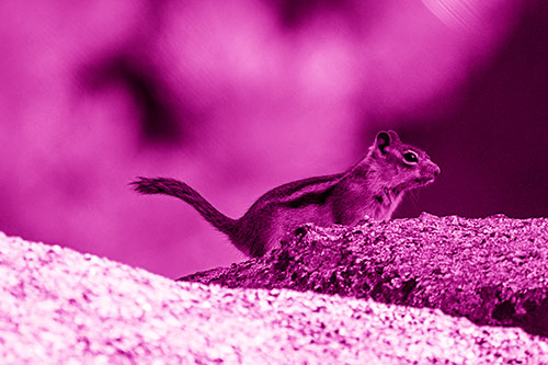 Rock Climbing Squirrel Reaches Shaded Area (Pink Shade Photo)