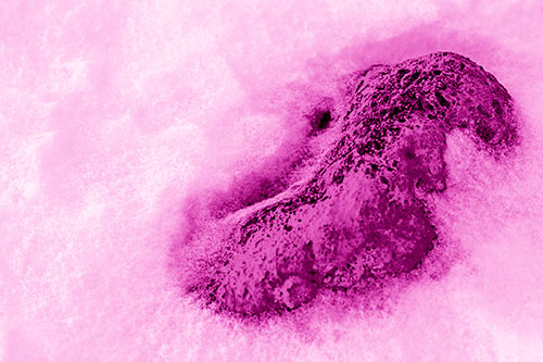 Rock Emerging From Melting Snow (Pink Shade Photo)