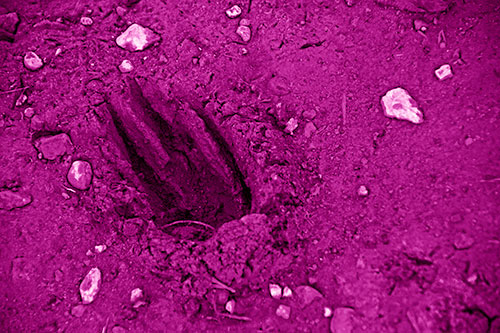 Rocks Surround Deep Mud Paw Footprint (Pink Shade Photo)