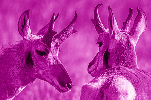 Romantic Pronghorn Couple Get Close (Pink Shade)