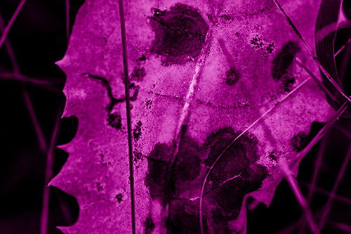 Rot Screaming Leaf Face Among Grass Blades (Pink Shade Photo)