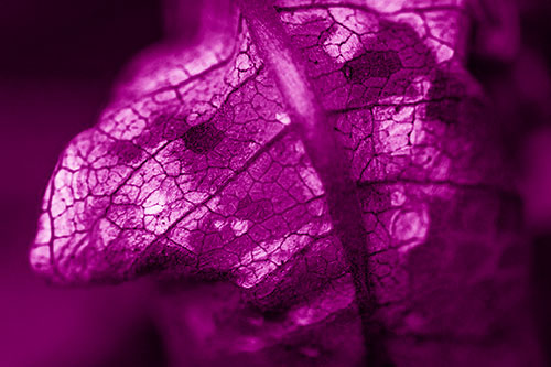 Rotting Veined Leaf Stem Face (Pink Shade Photo)