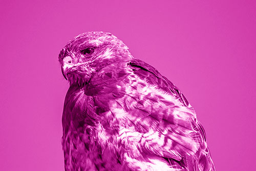 Rough Legged Hawk Keeping An Eye Out (Pink Shade Photo)