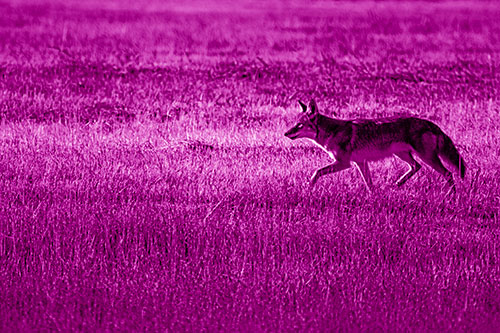 Running Coyote Hunting Among Grass Prairie (Pink Shade Photo)