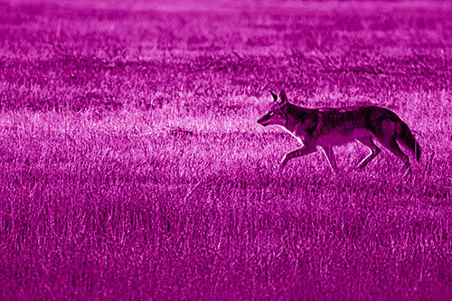 Running Coyote Hunting Among Grass Prairie (Pink Shade)
