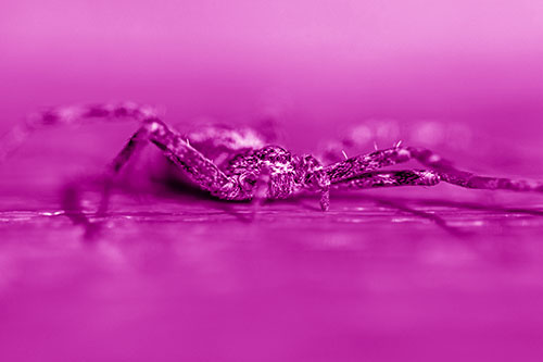 Running Crab Spider Resting Among Bench (Pink Shade)
