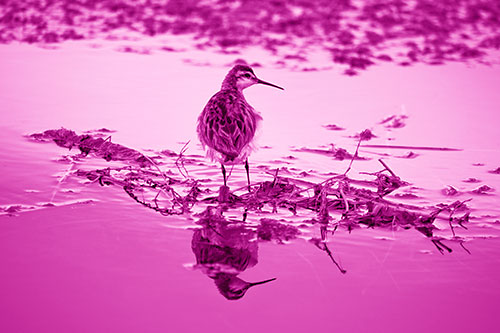 Sandpiper Bird Perched On Floating Lake Stick (Pink Shade Photo)