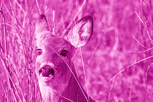 Scared White Tailed Deer Among Branches (Pink Shade Photo)