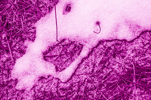 Screaming Stick Eyed Snow Face Among Grass (Pink Shade Photo)