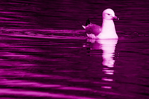 Seagull Floating Among Illuminated Rippling Water (Pink Shade)