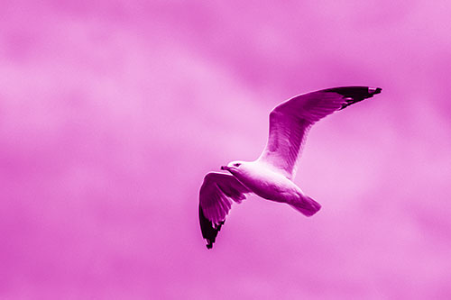Seagull Flying Among Cloudy Overcast Sky (Pink Shade)