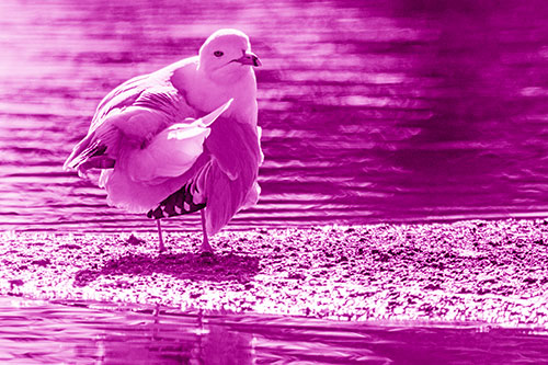 Seagull Grooming Itself Among Lake Shore (Pink Shade)
