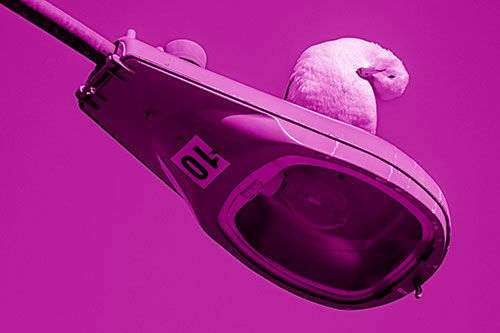 Seagull Grooming Self Atop Street Light Pole (Pink Shade)