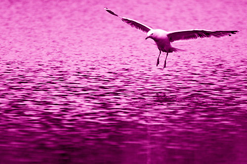 Seagull Landing On Lake Water (Pink Shade Photo)