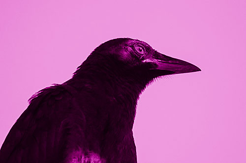 Shaded Crow Gazing Towards Sunlight (Pink Shade Photo)
