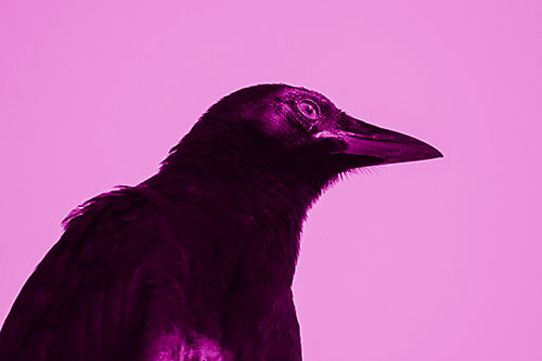 Shaded Crow Gazing Towards Sunlight (Pink Shade)