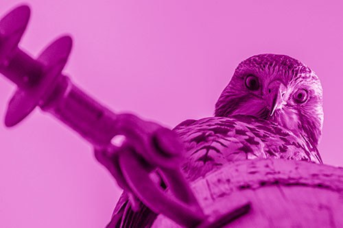 Shaded Red Tailed Hawk Eyeballing Among Sunlight (Pink Shade)