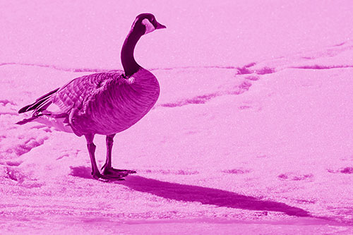 Shadow Casting Canadian Goose Standing Among Snow (Pink Shade Photo)