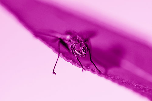 Shadow Casting Cluster Fly Dangles Leg Off Plant Leaf (Pink Shade)
