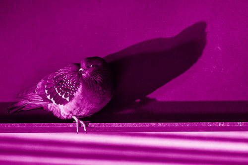 Shadow Casting Pigeon Looking Towards Light (Pink Shade Photo)