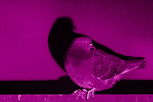 Shadow Casting Pigeon Perched Among Steel Beam (Pink Shade)