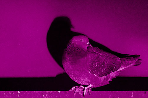Shadow Casting Pigeon Perched Among Steel Beam (Pink Shade Photo)