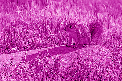 Shadow Casting Squirrel Sitting Atop Concrete Drain (Pink Shade)