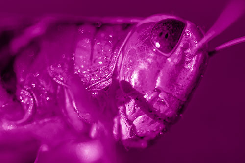 Shadow Casts Smile Across Grasshoppers Face (Pink Shade)