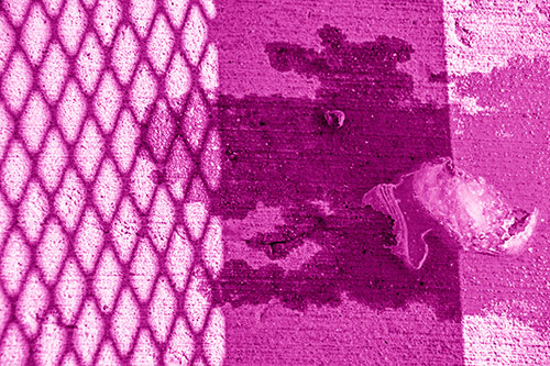 Shadow Obstructs Slobbery Pooch Faced Puddle (Pink Shade Photo)