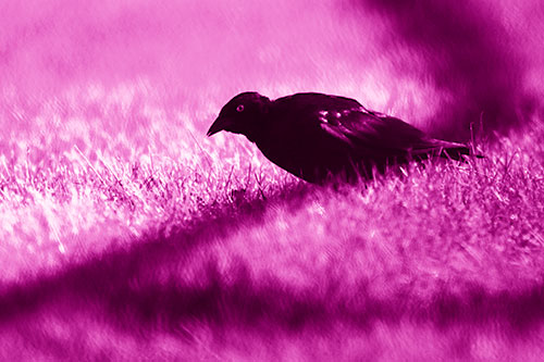 Shadow Standing Grackle Bird Leaning Forward On Grass (Pink Shade Photo)