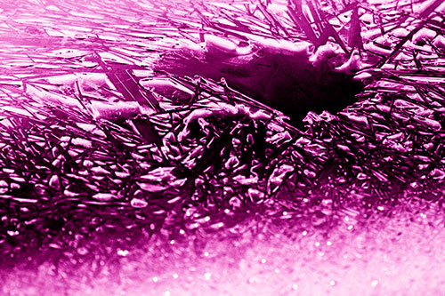 Shattered Ice Crystals Surround Water Hole (Pink Shade Photo)