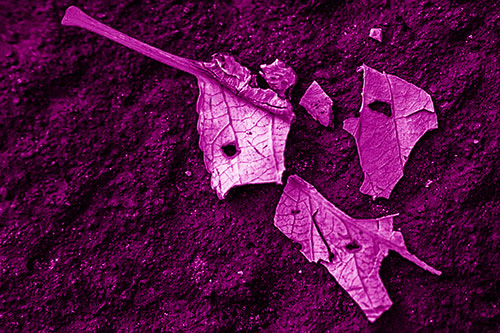 Shattered Leaf Face Separating Atop Pavement (Pink Shade)