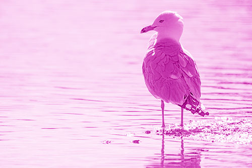 Shore Standing Seagull Watches Across Lake (Pink Shade)