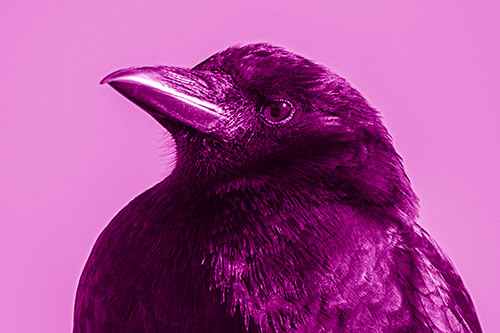 Side Glancing Crow Among Sunlight (Pink Shade Photo)