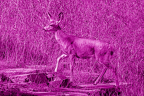 Side Glancing Mule Deer Walking Up Stepping Stones (Pink Shade)