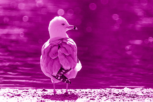 Sideways Glancing Seagull Observing Lake Surroundings (Pink Shade)
