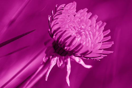 Sideways Taraxacum Flower Blooming Towards Light (Pink Shade Photo)