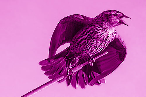 Singing Female Red Winged Blackbird Gripping Broken Cattail (Pink Shade)