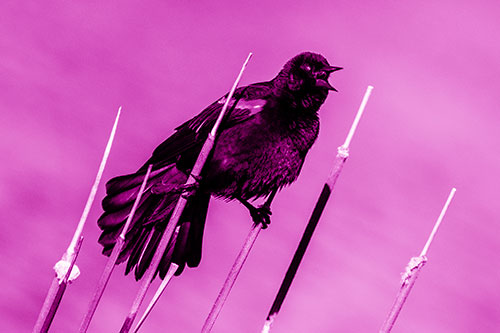 Singing Red Winged Blackbird Gripping Ahold Between Leaning Cattail Branches (Pink Shade)